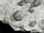 Plate of Small Brachiopods & Gastropod #5769-2